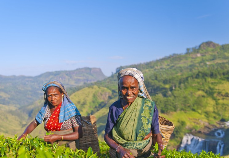 Theepluksters aan het werk in Nuwara Eliya